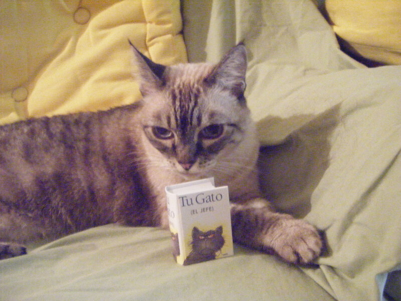 cat with book on bed