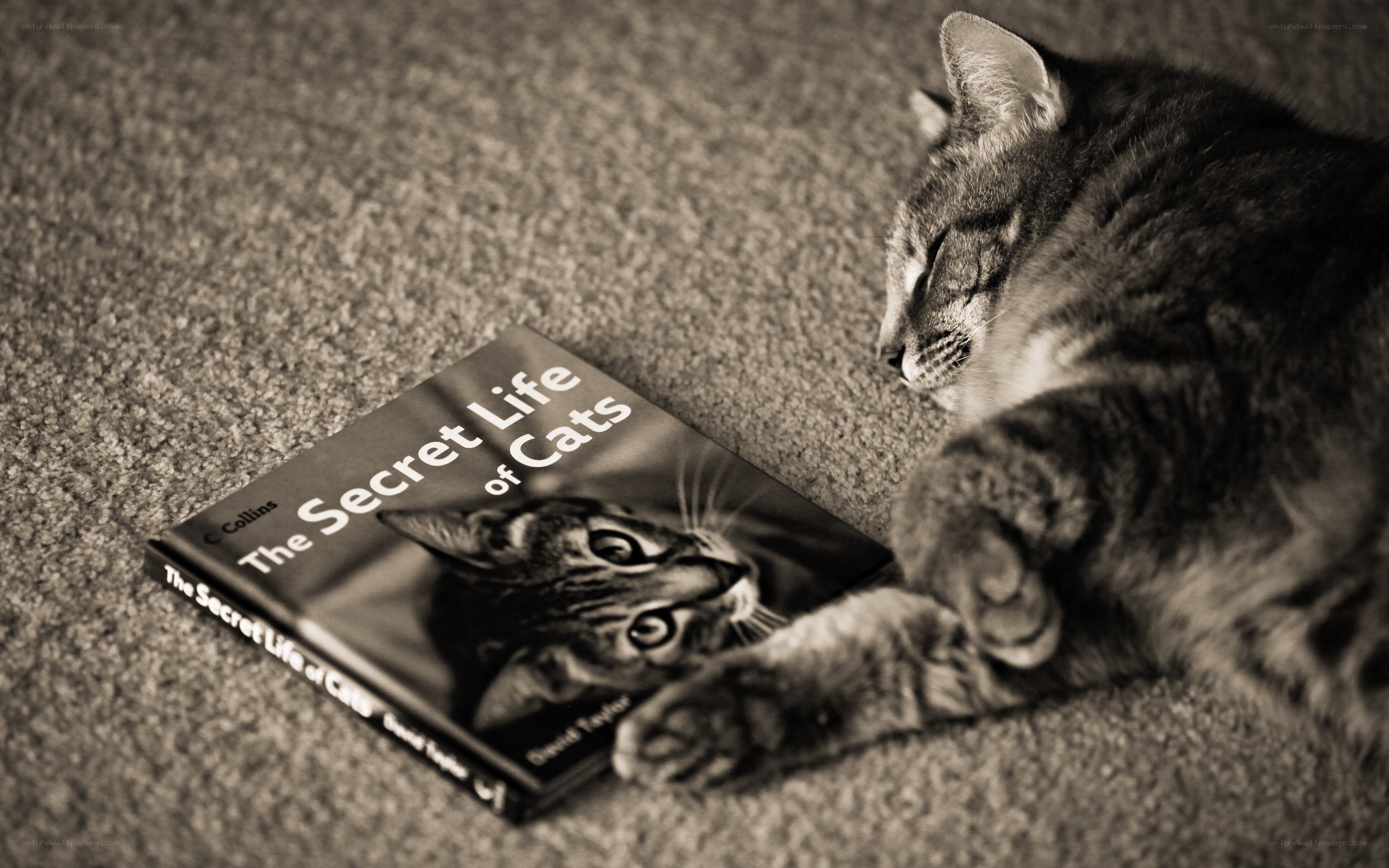 cat with book on carpet