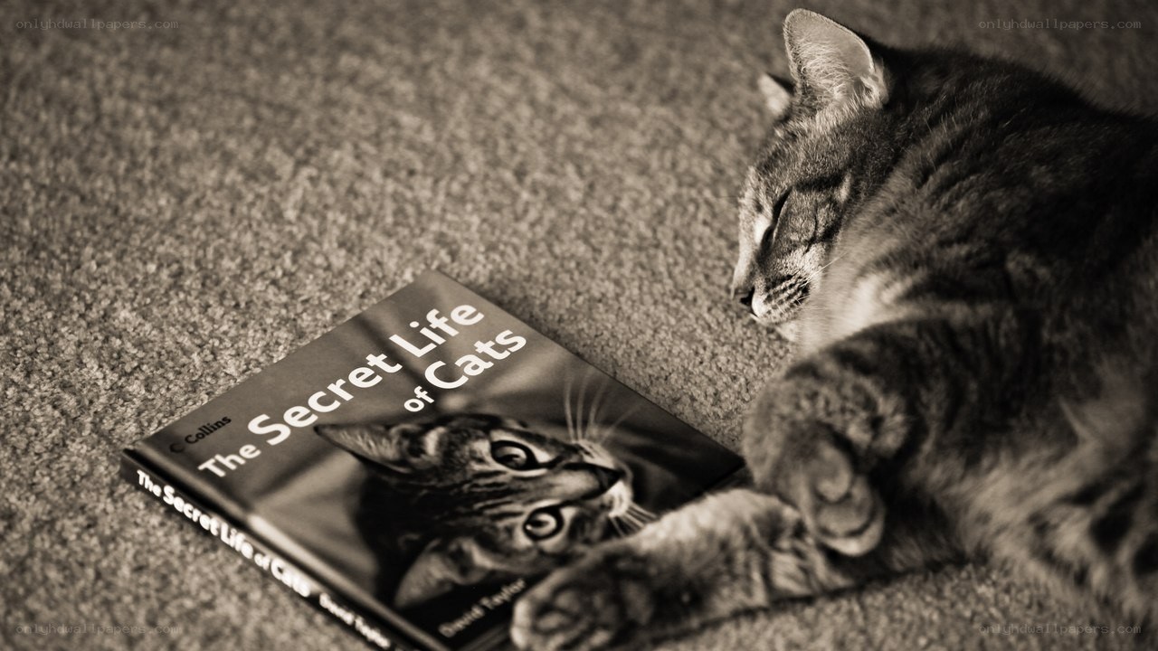 cat with book on carpet