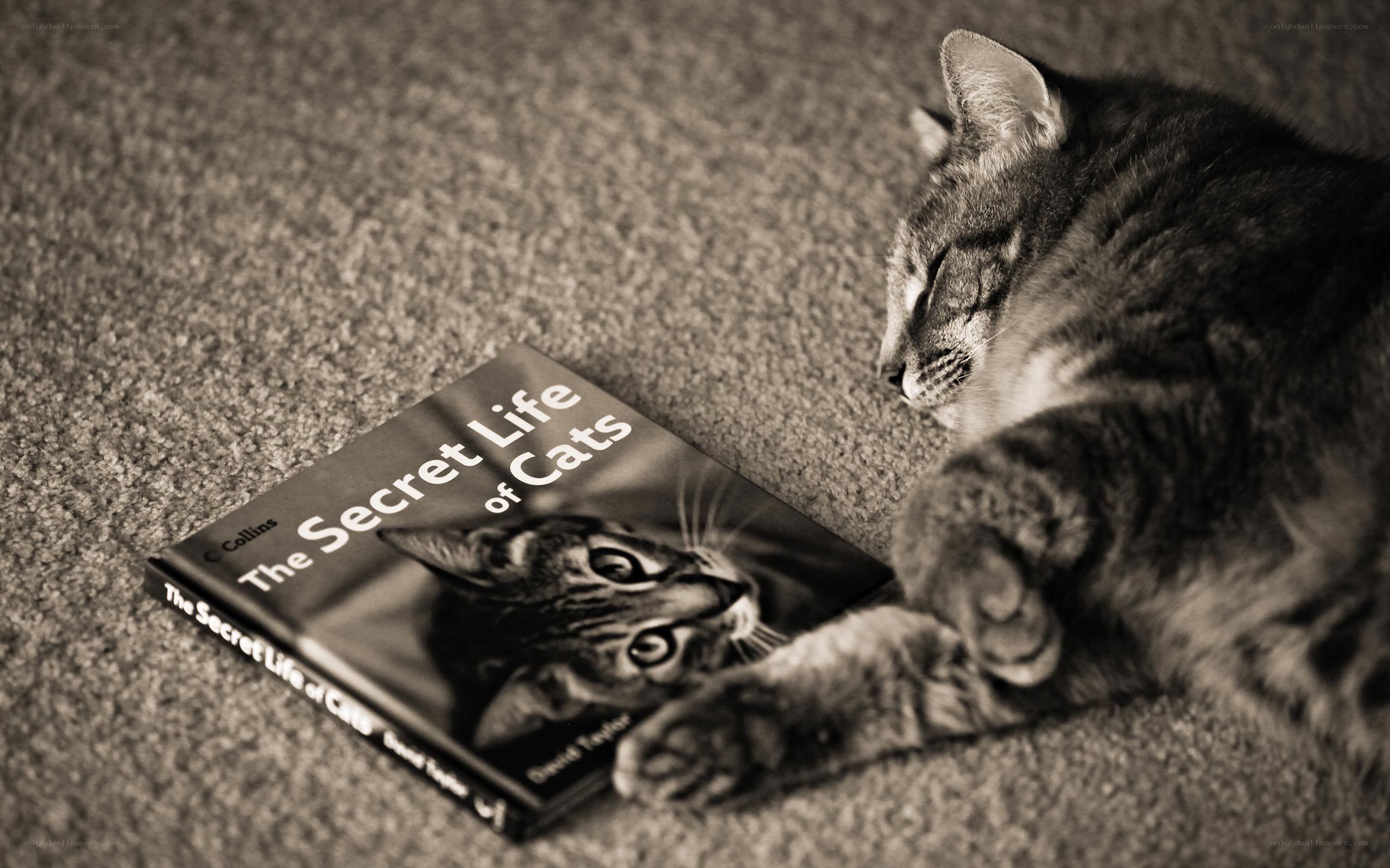 cat with book on carpet
