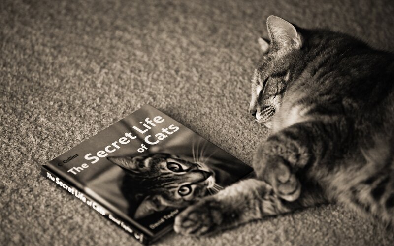 cat with book on carpet