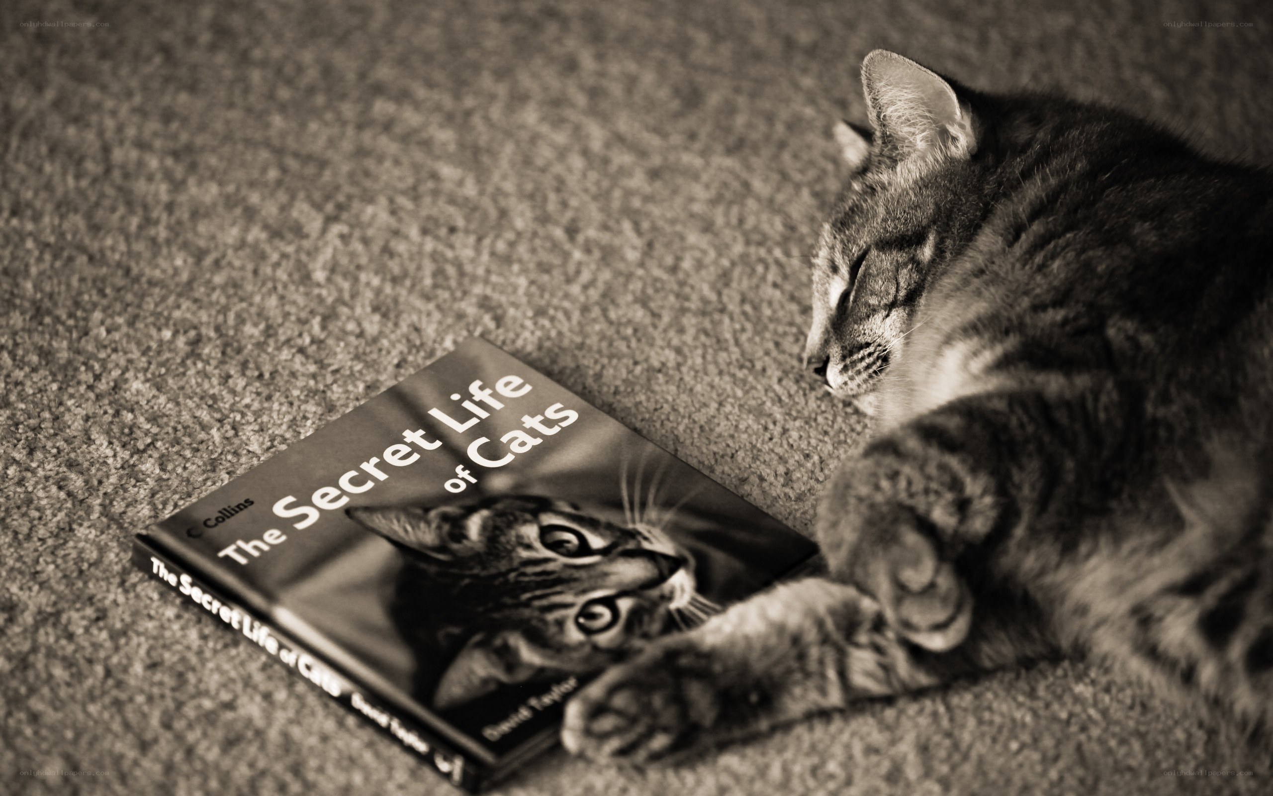 cat with book on carpet