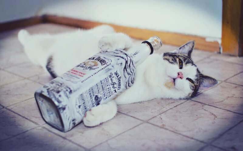 Cat with Bottle