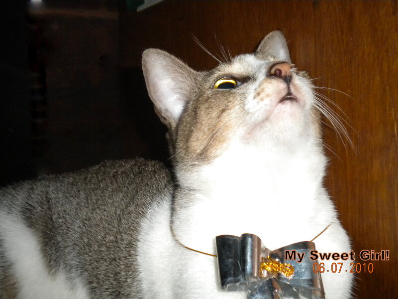 Cat with Bow Collar
