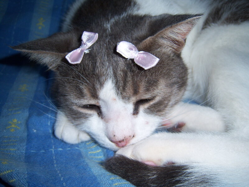 cat with bows sleeping