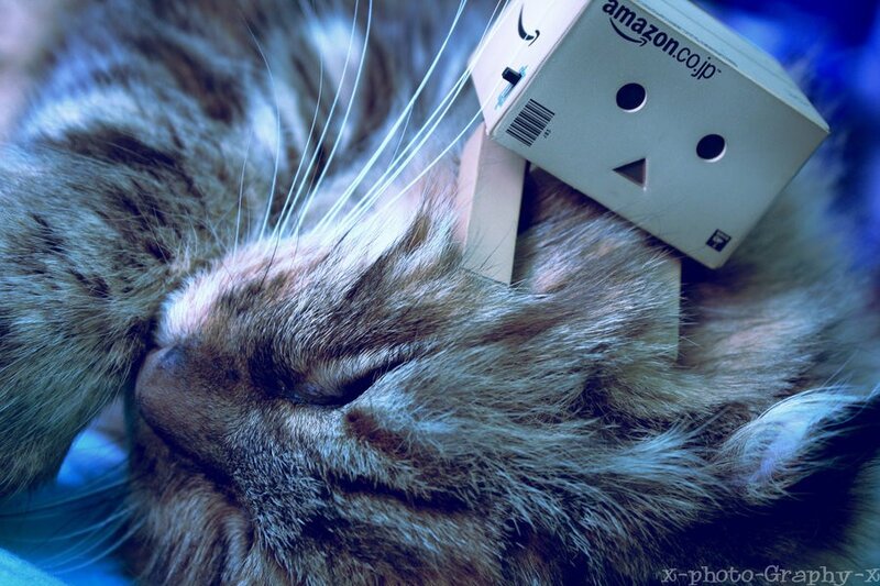 cat with box on head