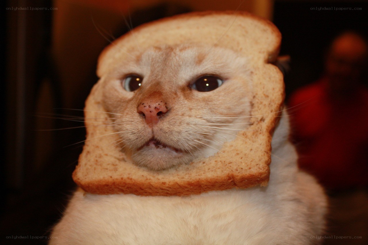 cat with bread on head