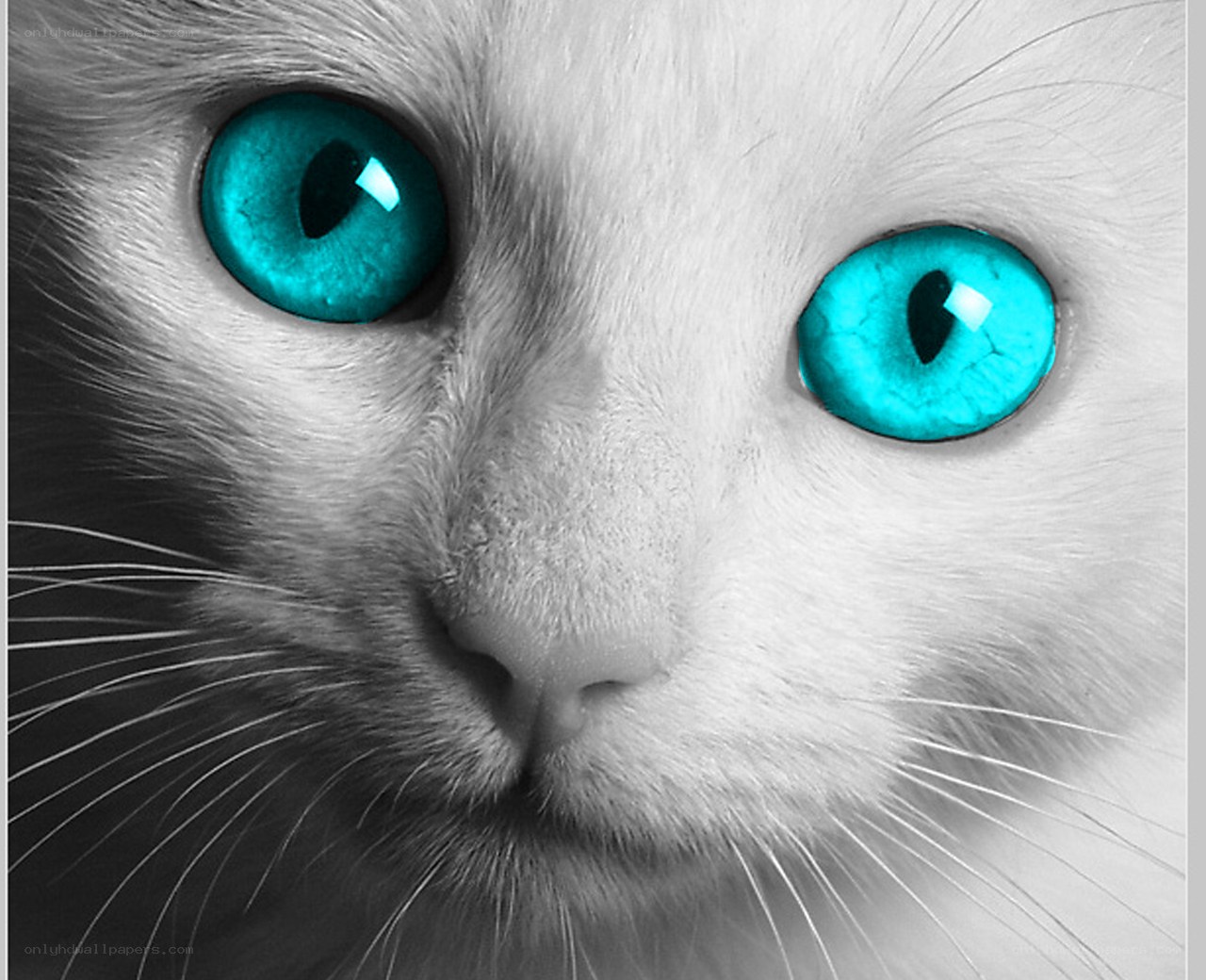 cat with bright blue eyes