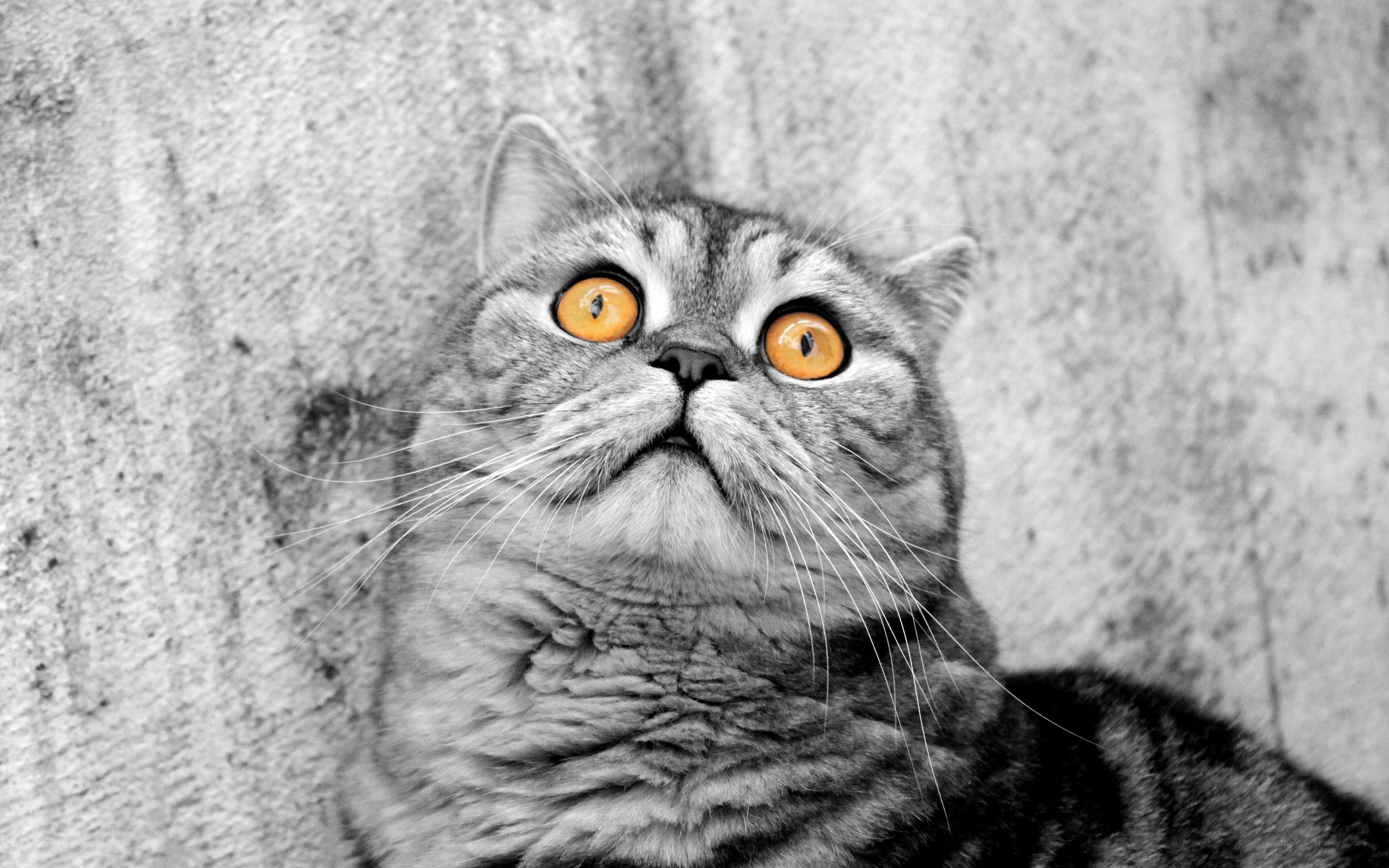 cat with bright orange eyes