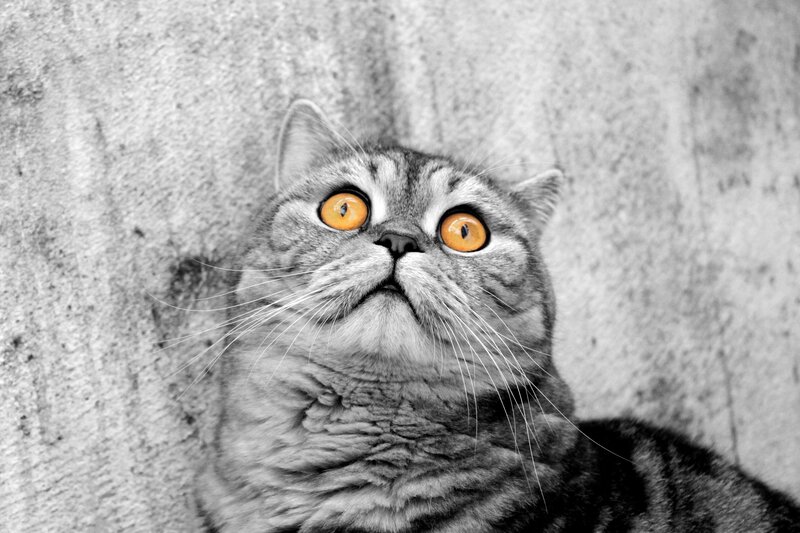 cat with bright orange eyes