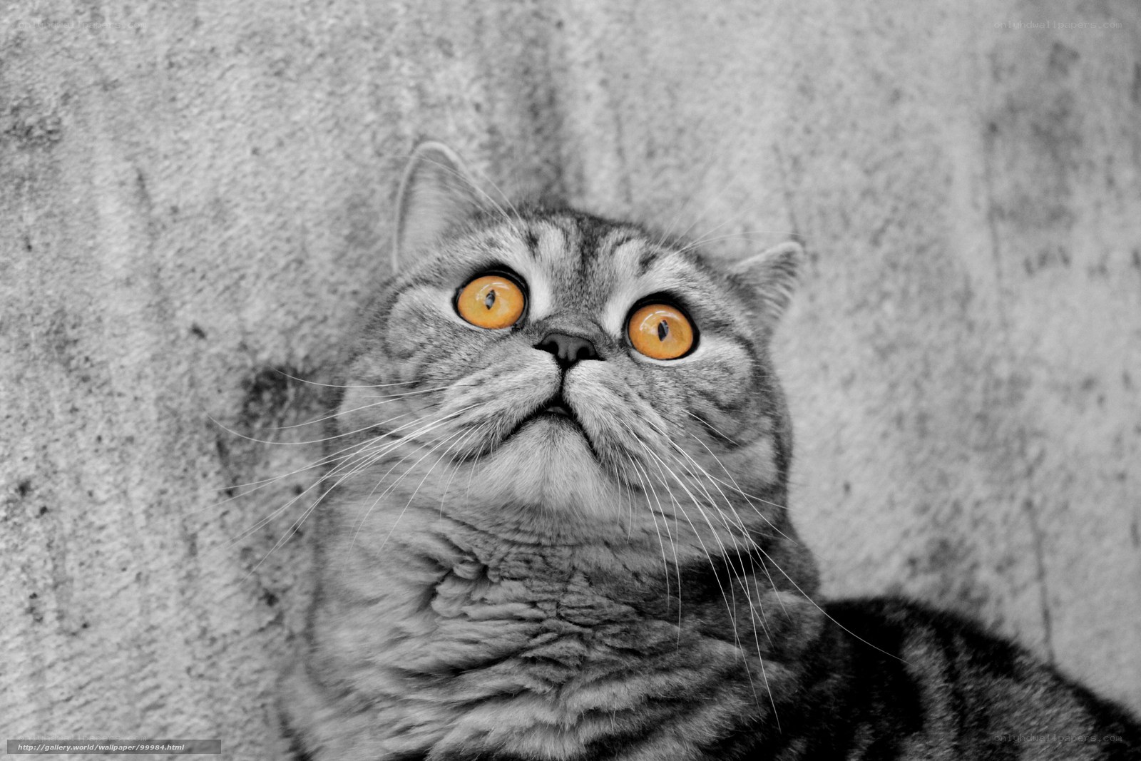 cat with bright orange eyes