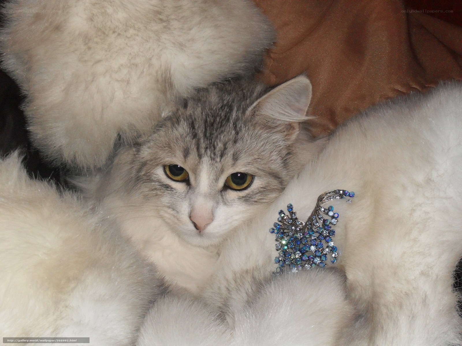 cat with brooch on fur