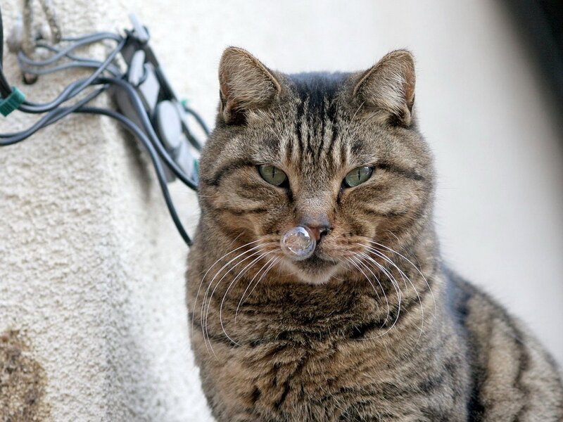 cat with bubble on nose