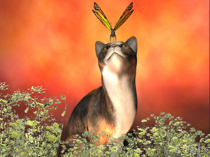Cat with Butterfly — Orange