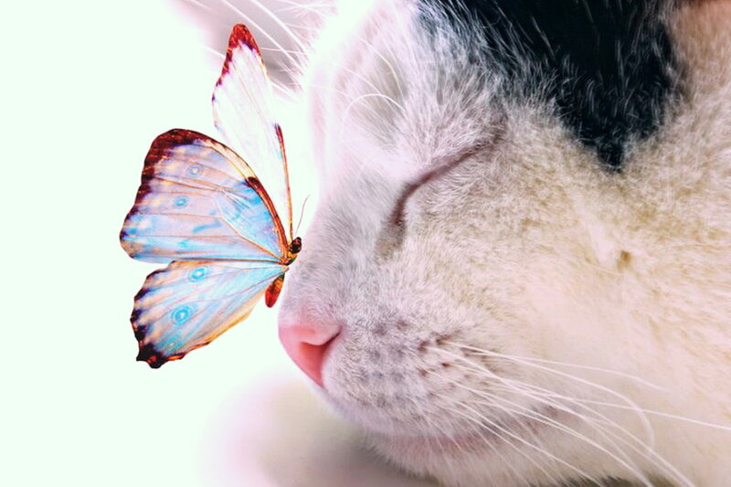 Cat with Butterfly — White, Serene, Photograph