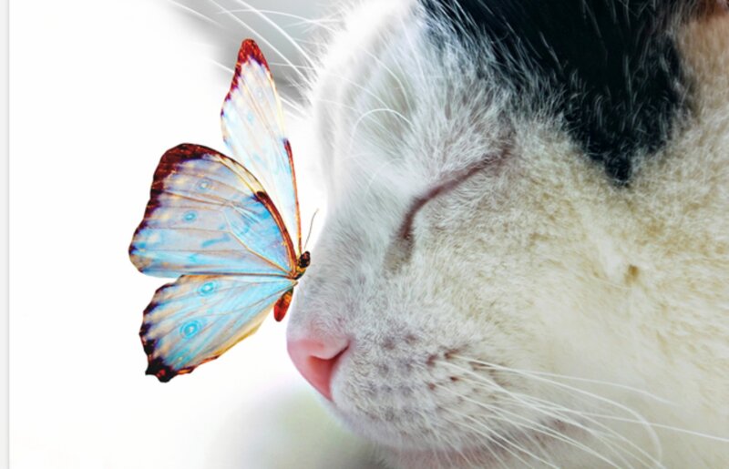 Cat with Butterfly — White, Serene
