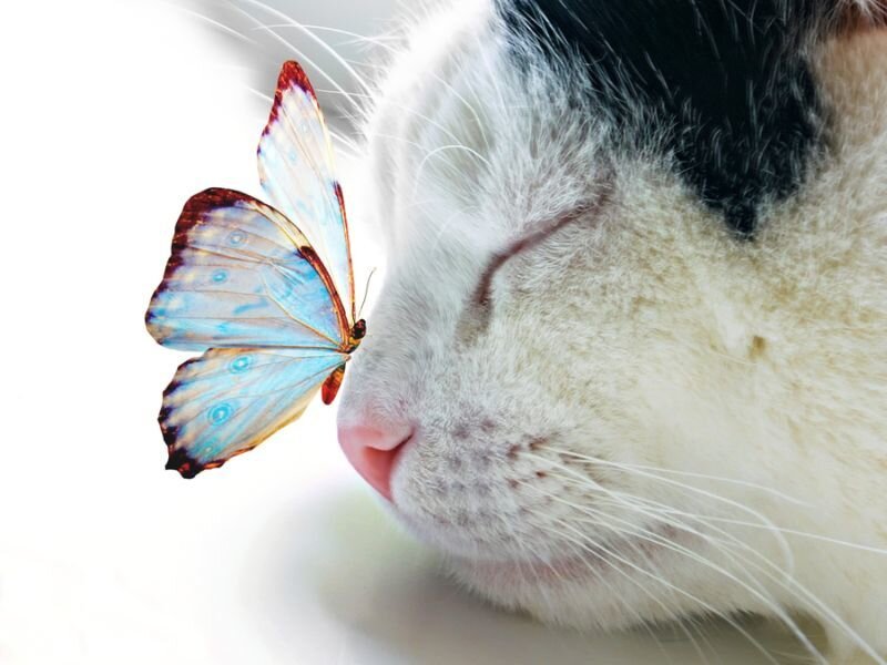 Cat with Butterfly — White