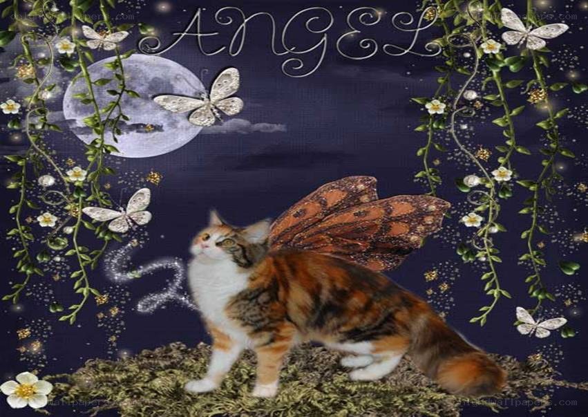 cat with butterfly wings