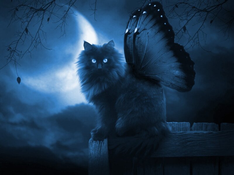 cat with butterfly wings