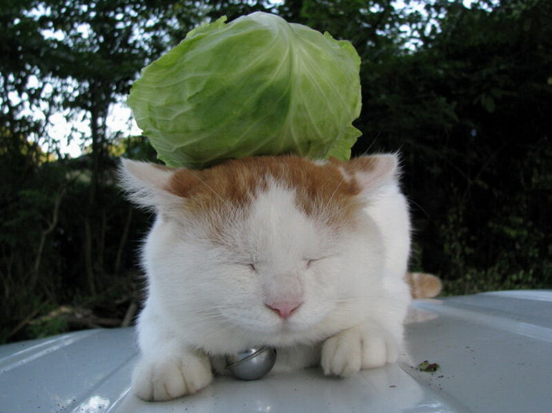 Cat with Cabbage on Head
