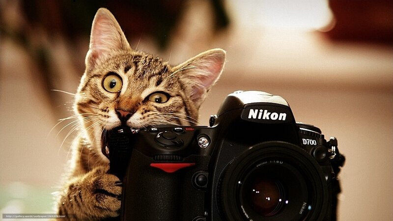cat with camera