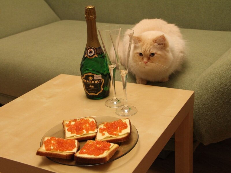 Cat with caviar and champagne