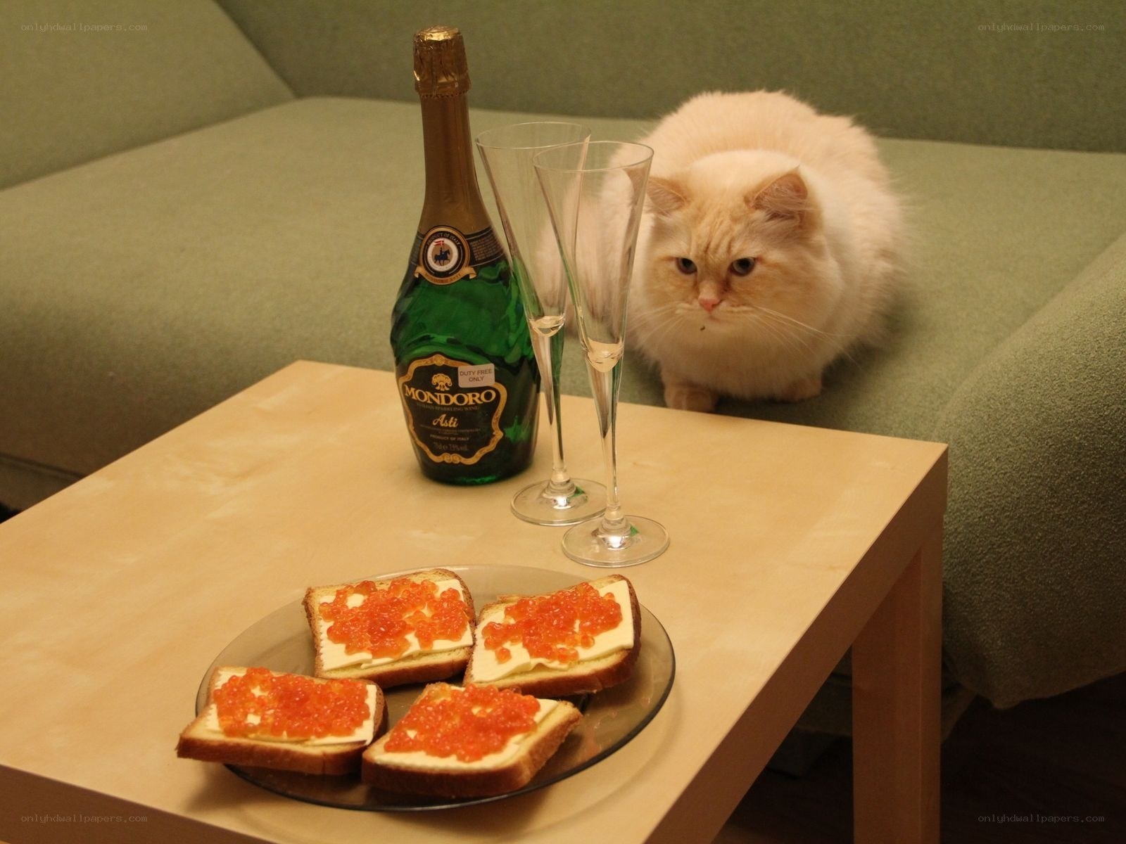 Cat with caviar and champagne
