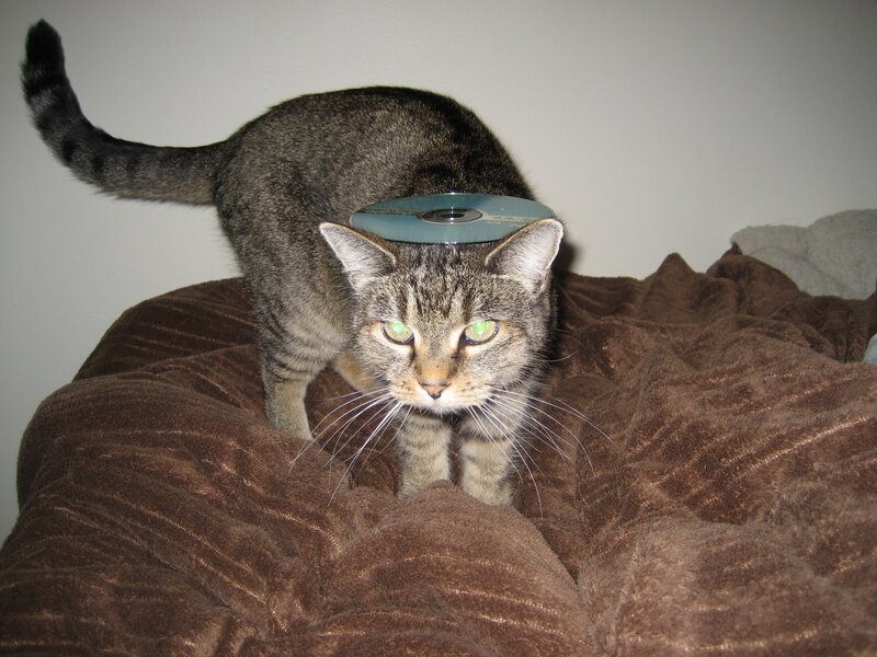 cat with cd on head