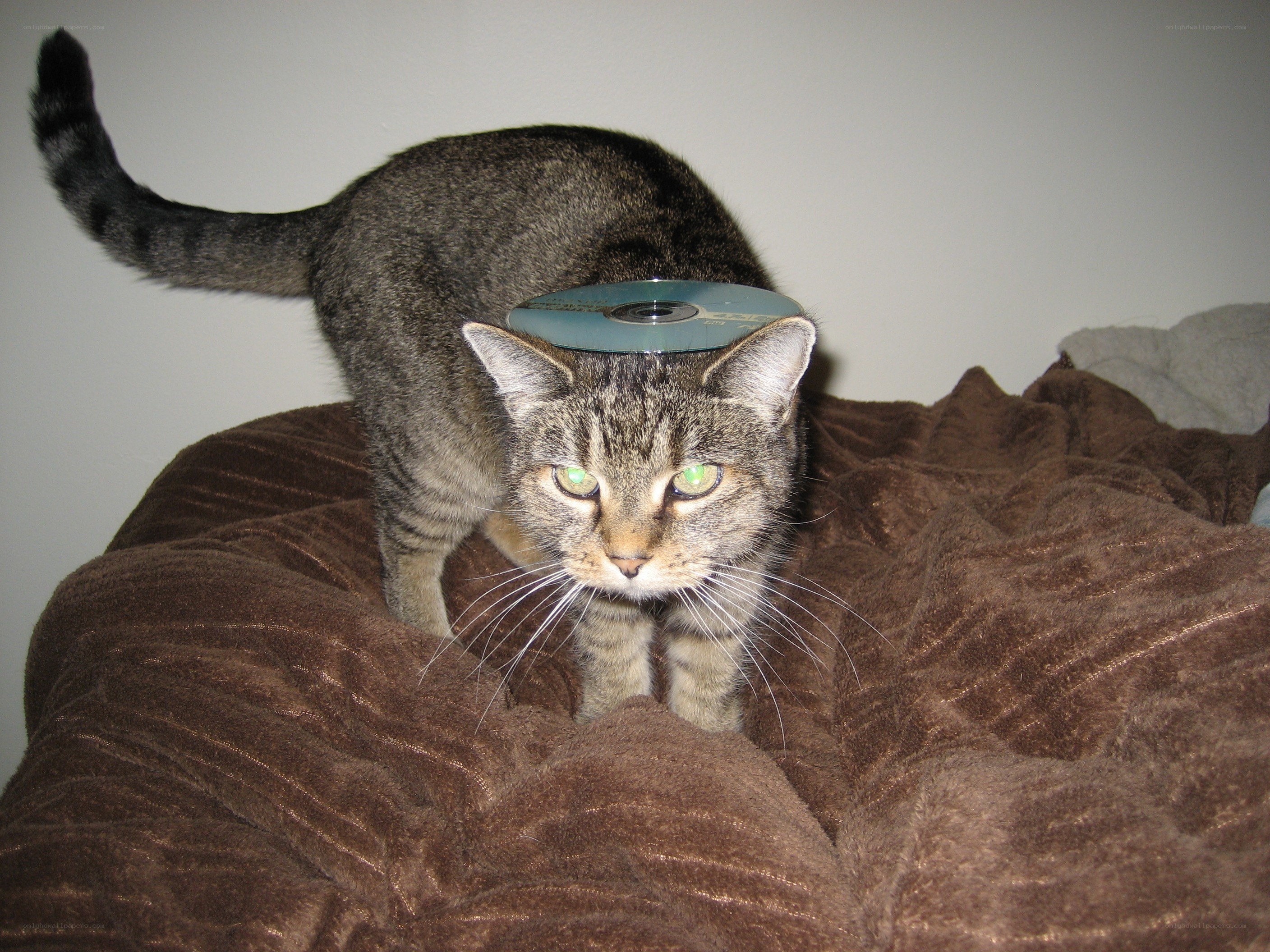 cat with cd on head