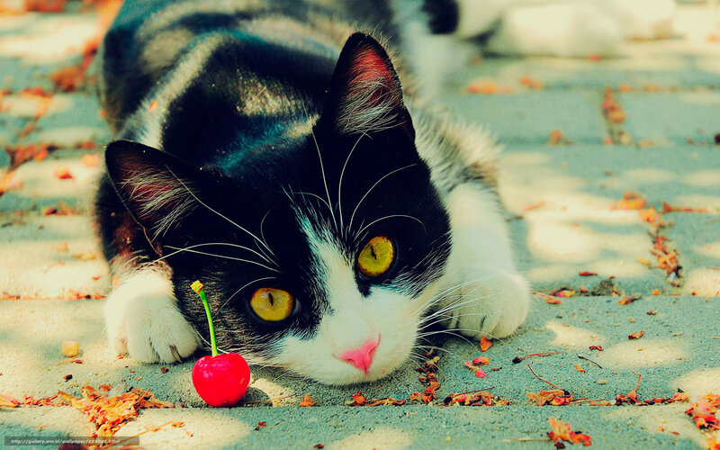 cat with cherry on pavement