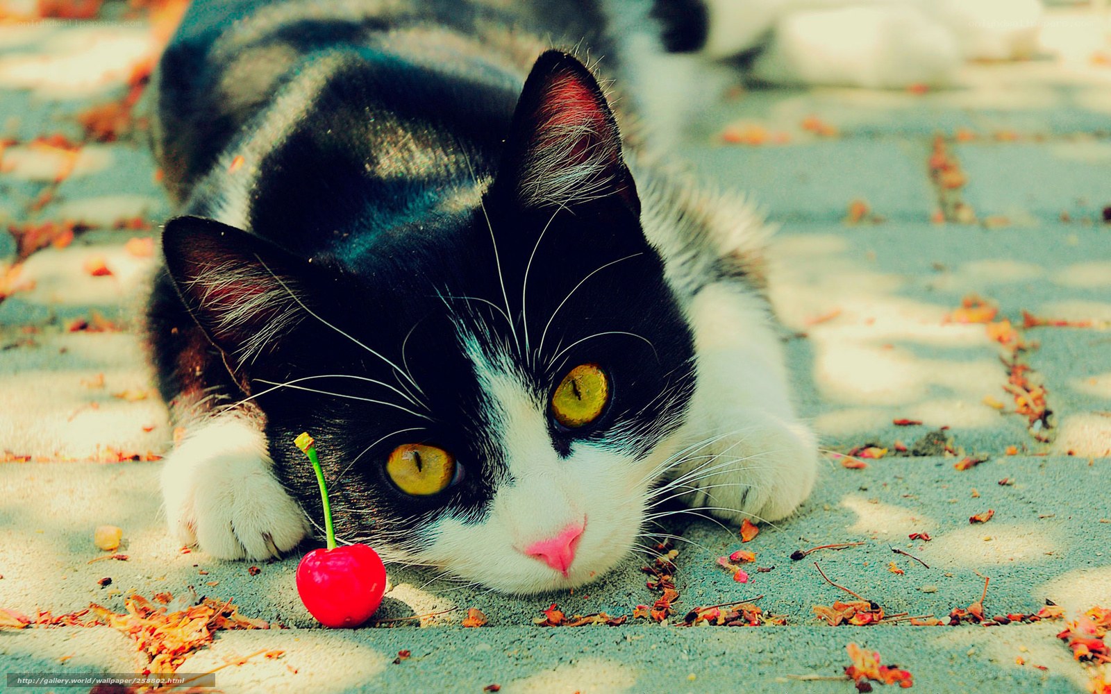 cat with cherry on pavement