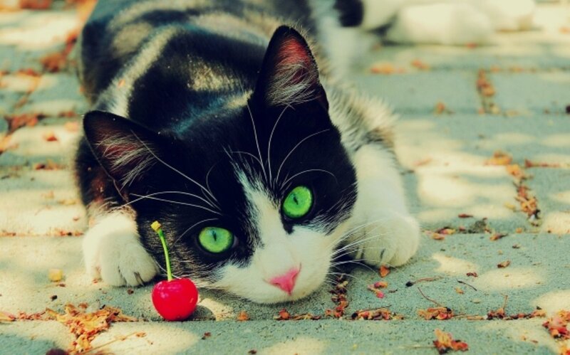 cat with cherry on pavement