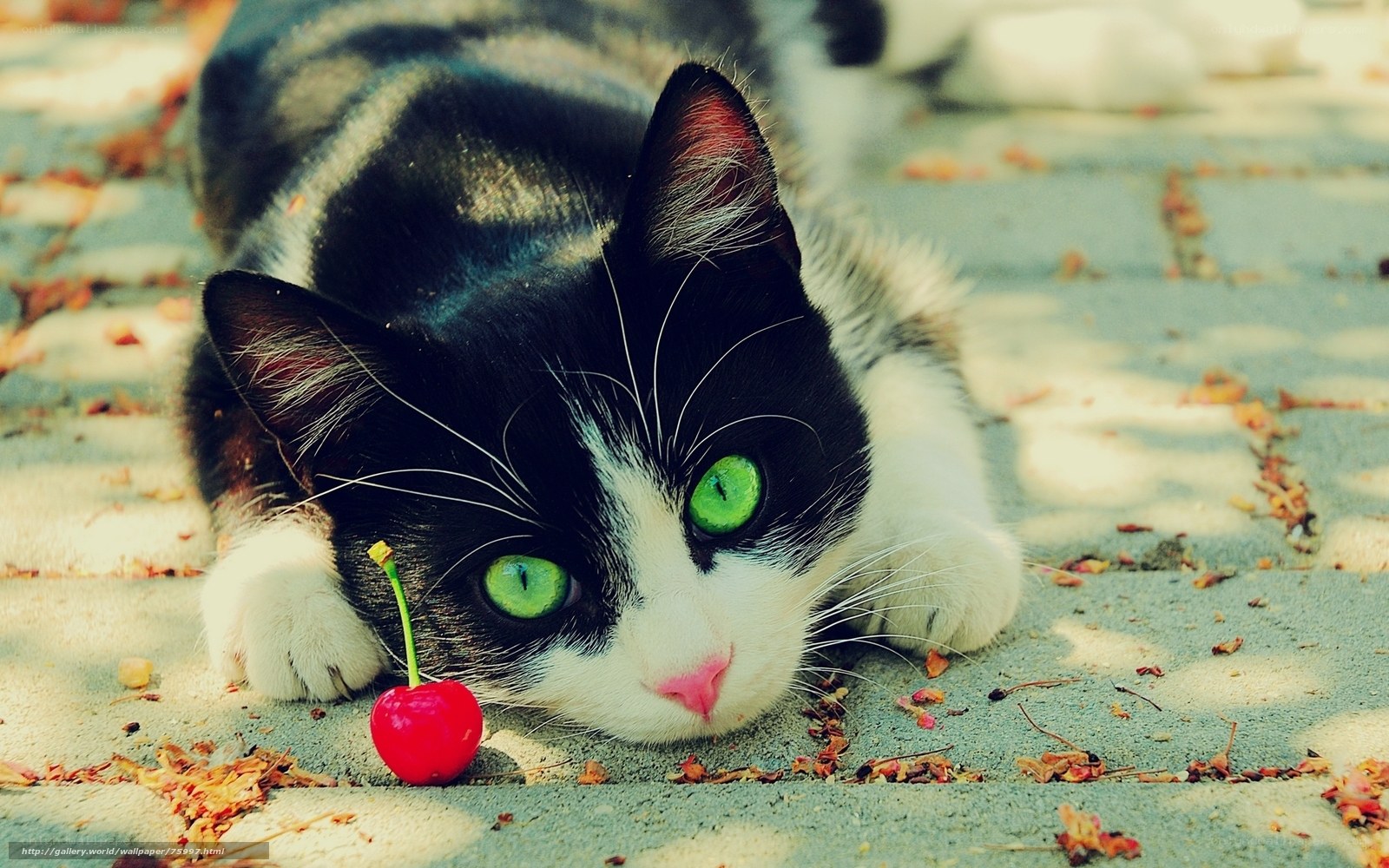cat with cherry on pavement