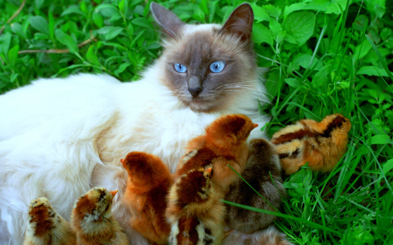 Cat with Chicks