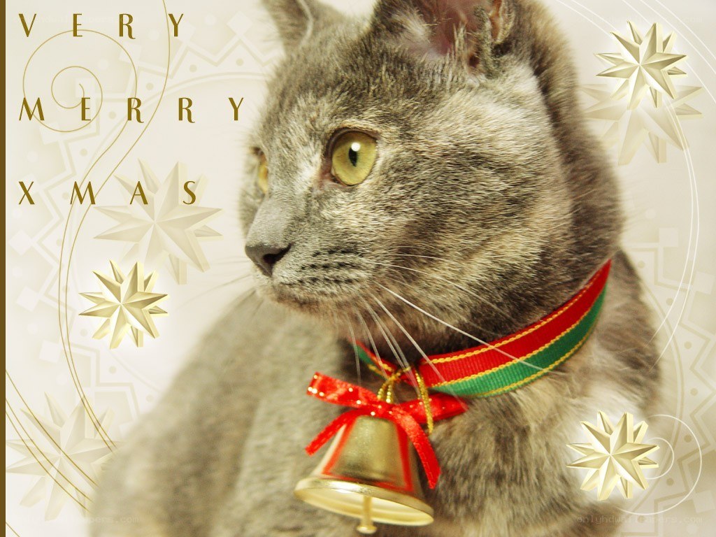 cat with Christmas bell