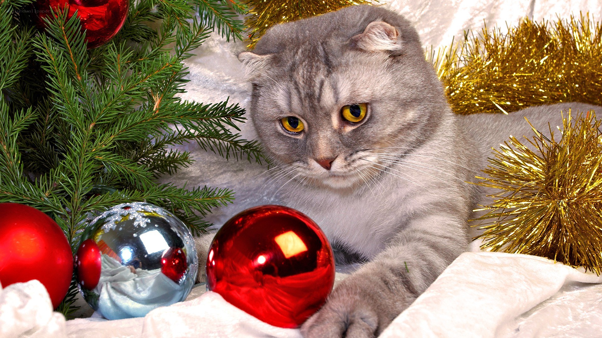 cat with christmas ornaments