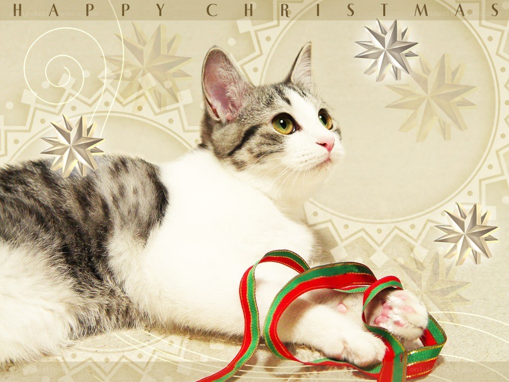 cat with Christmas ribbon