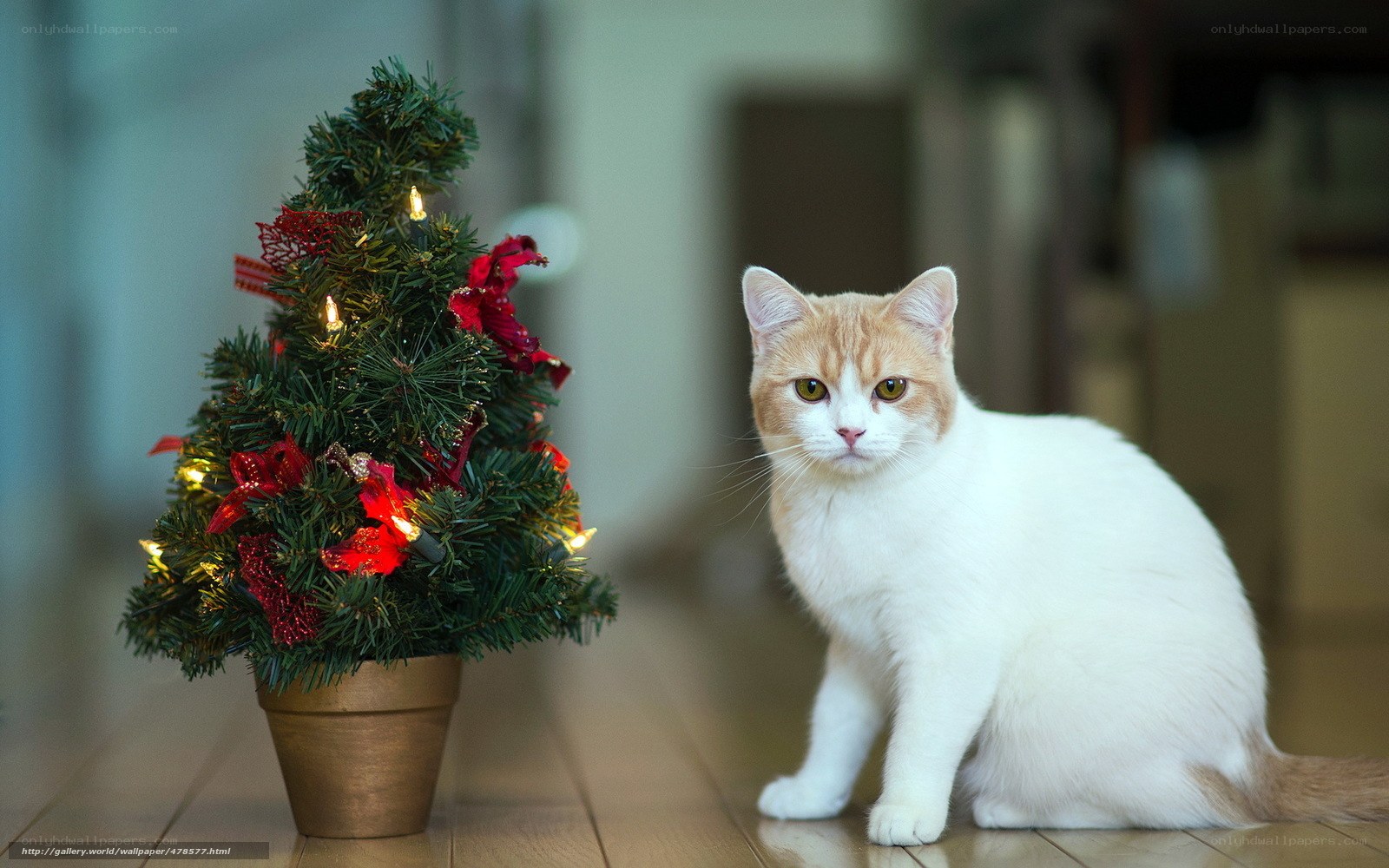 cat with christmas tree
