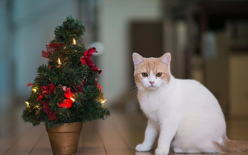 Cat with Christmas tree
