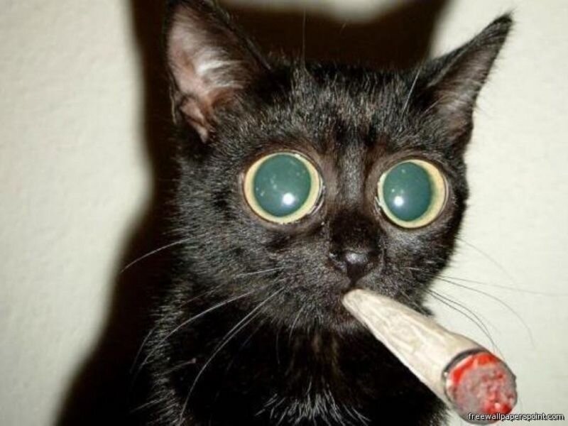 cat with cigarette