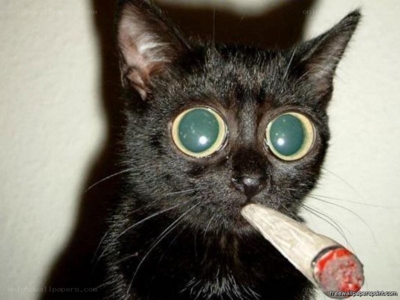 cat with cigarette