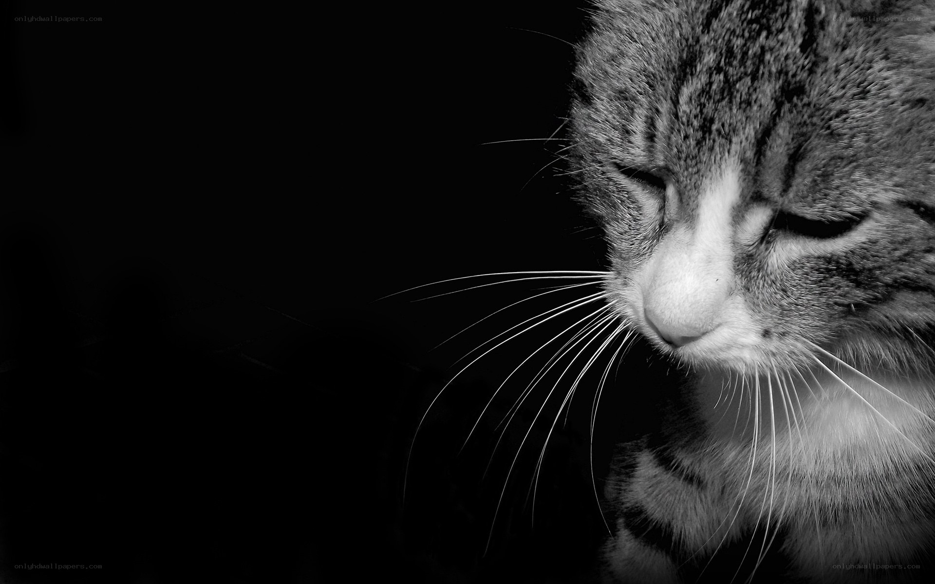cat with closed eyes