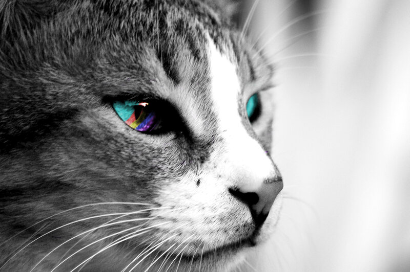 Cat with Colorful Eyes