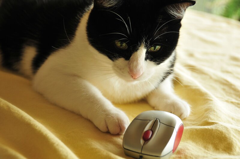 cat with computer mouse