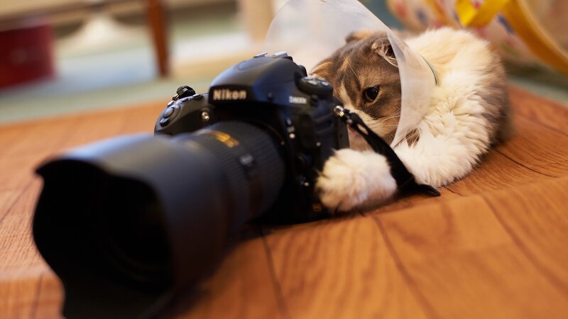 Cat with Cone and Camera — Brown