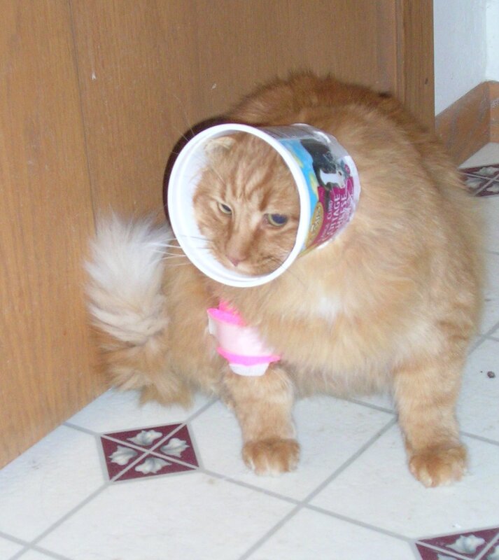 cat with container on head