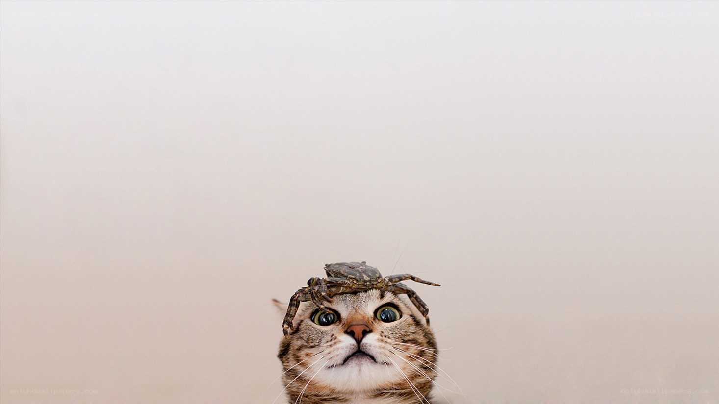 cat with crab on head