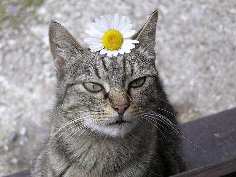 cat with daisy on head