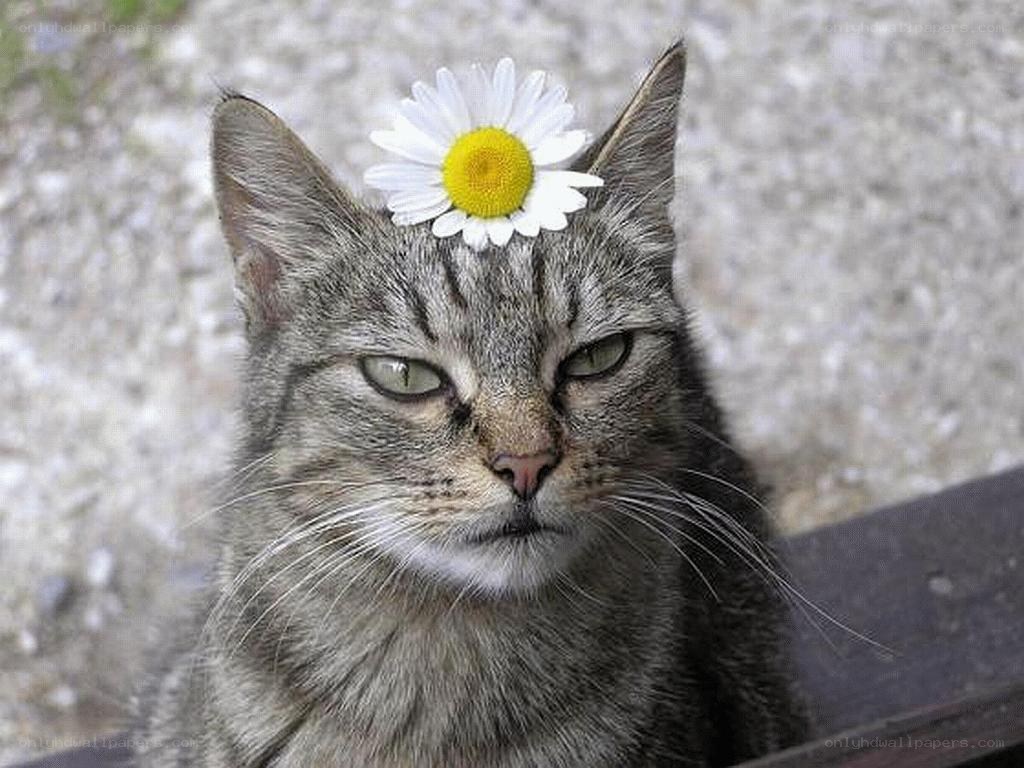 cat with daisy on head