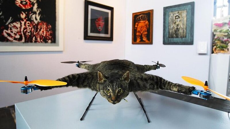 Cat with Drone Propellers